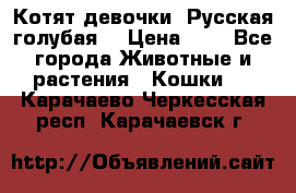 Котят девочки “Русская голубая“ › Цена ­ 0 - Все города Животные и растения » Кошки   . Карачаево-Черкесская респ.,Карачаевск г.